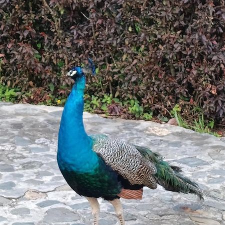 Finca Las Gaviotas - Mulalo, Yumbo Villa Bagian luar foto