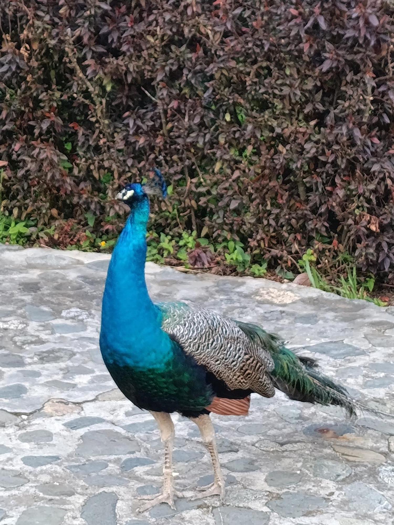 Finca Las Gaviotas - Mulalo, Yumbo Villa Bagian luar foto